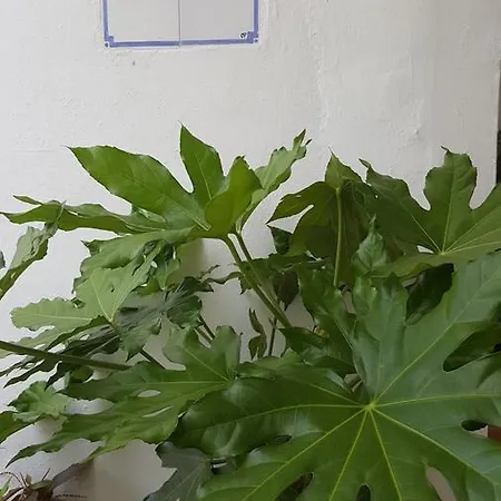 Costalita Penthouse